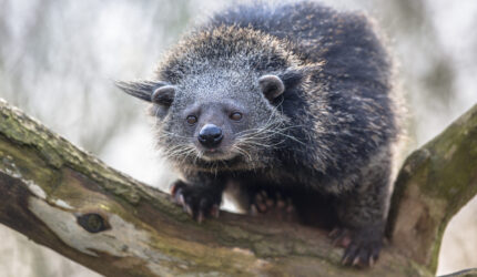 Binturong or bearcat (Arctictis binturong). Binturong is widespread in south and southeast Asia occurring in Bangladesh, Bhutan, Myanmar, China india and indonesia