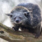 Binturong or bearcat (Arctictis binturong). Binturong is widespread in south and southeast Asia occurring in Bangladesh, Bhutan, Myanmar, China india and indonesia
