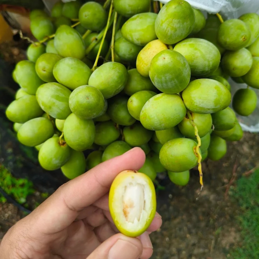 Buah kurma yang hampir matang - Ist