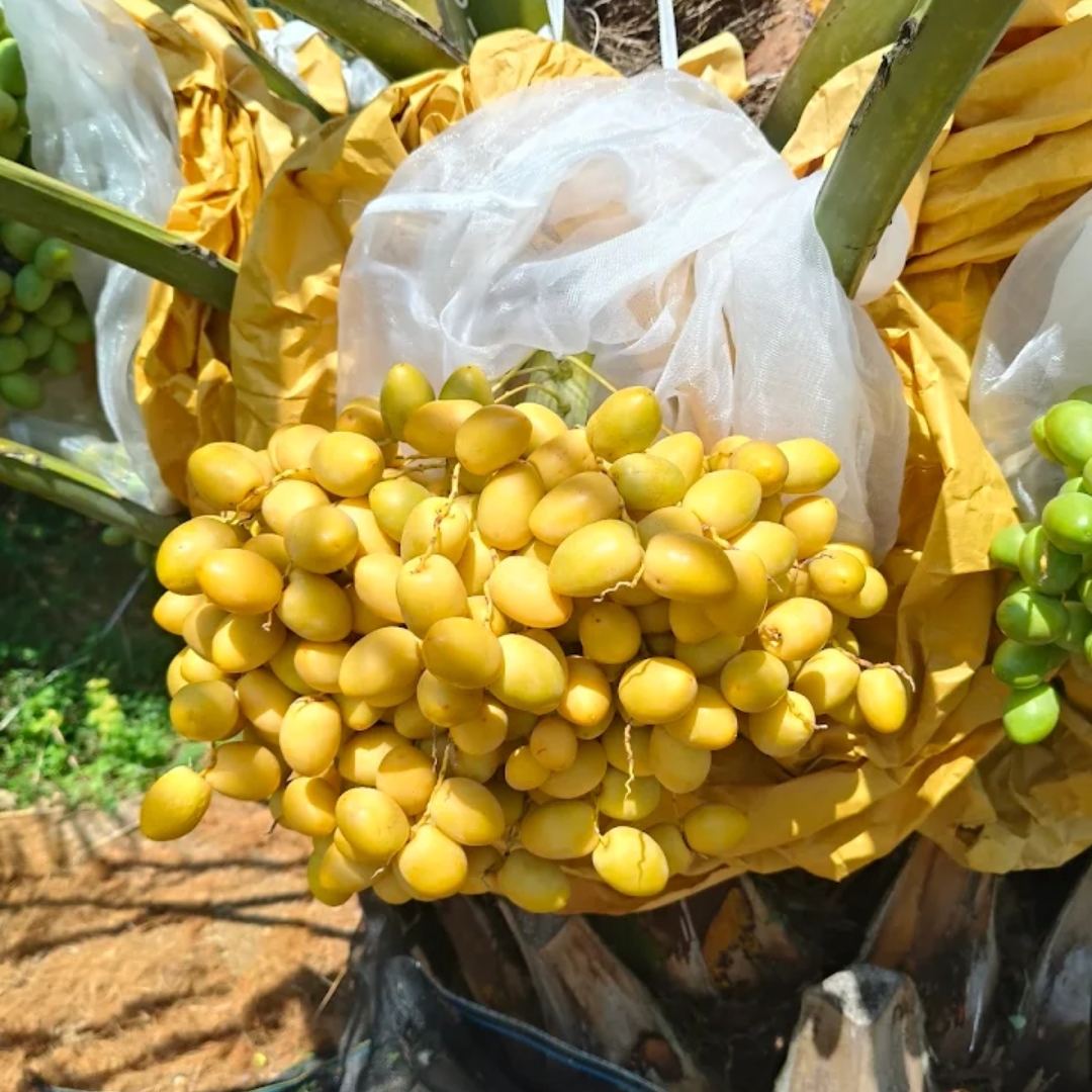 Buah kurma yang sudah matang - Ist