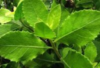 Daun beluntas atau baluntas - Ist