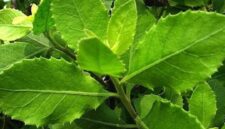 Daun beluntas atau baluntas - Ist