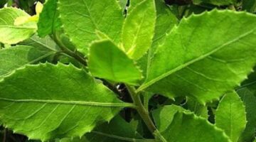 Daun beluntas atau baluntas - Ist