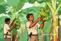 Ilustrasi dua orang petani pisang - sukabumiheadline.com