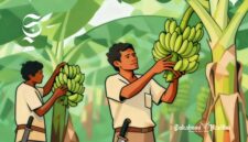 Ilustrasi dua orang petani pisang - sukabumiheadline.com