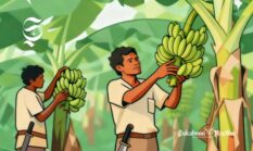 Membanding volume produksi pisang Sukabumi dan Indonesia, jutaan kuintal!