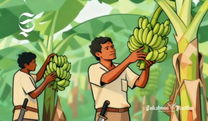 Ilustrasi dua orang petani pisang - sukabumiheadline.com