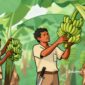Ilustrasi dua orang petani pisang - sukabumiheadline.com