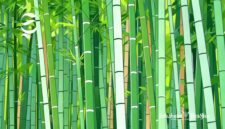 Ilustrasi kebun bambu - sukabumiheadline.com