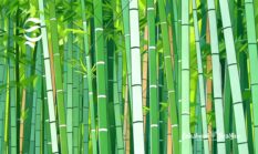 9,3 juta batang! Produksi bambu Sukabumi terbesar, ini kecamatan penghasil dan pujian KDM