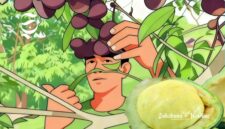 Ilustrasi memetik jengkol dari pohonnya - eukabumiheadline.com