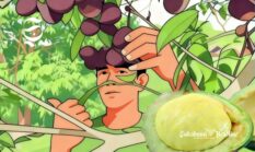 30 kecamatan penghasil jengkol di Sukabumi, Jawa Barat surganya