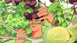 Ilustrasi memetik jengkol dari pohonnya - eukabumiheadline.com