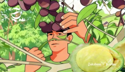 Ilustrasi memetik jengkol dari pohonnya - eukabumiheadline.com