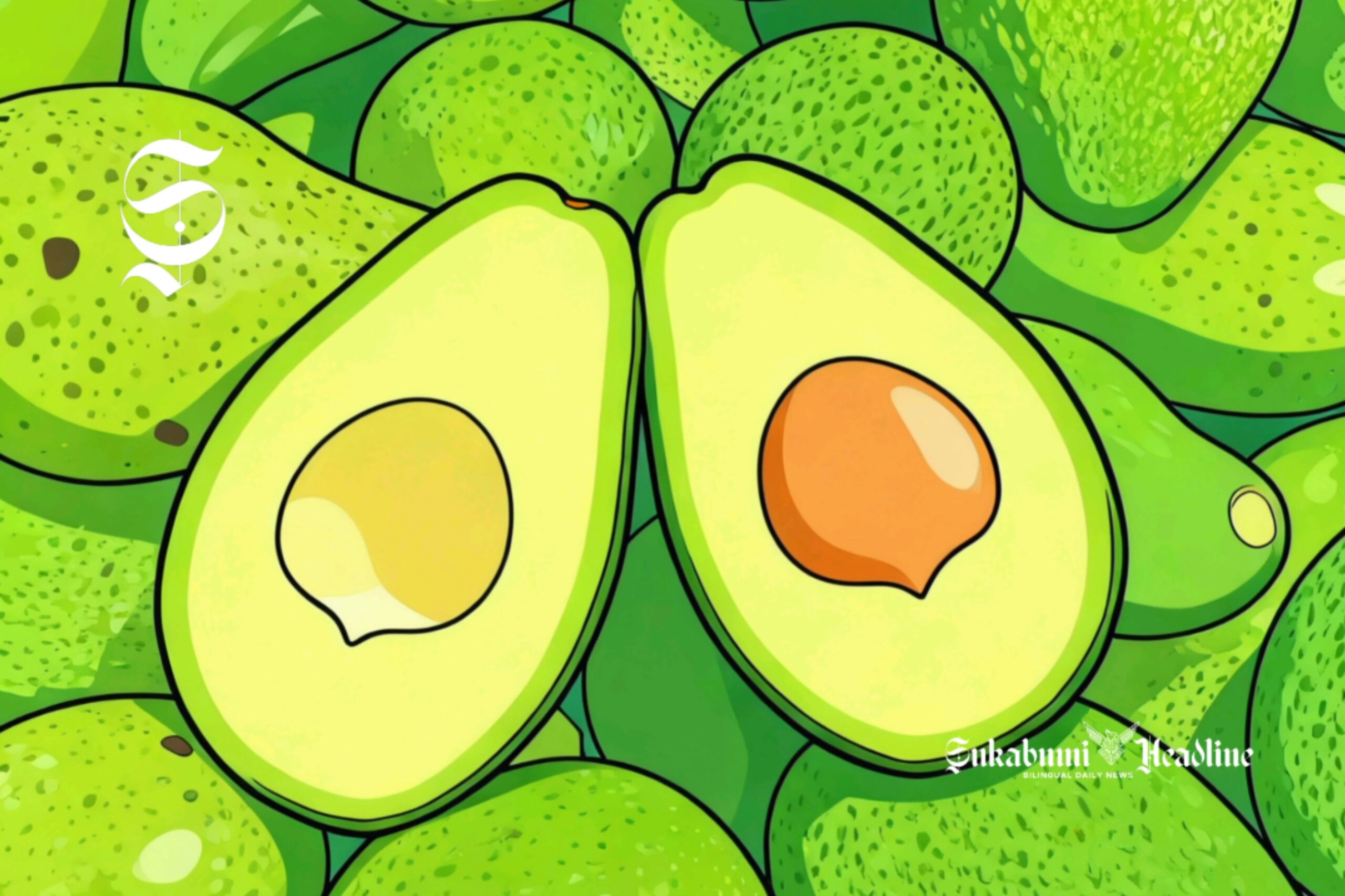 Alpukat Sukabumi dihasilkan 42 kecamatan ini, kenali kandungan gizi dan manfaatnya 1 Ilustrasi panen buah alpukat - sukabumiheadline.com