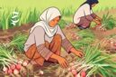 Ilustrasi petani bawang merah sedangkan panen - sukabumiheadline.com