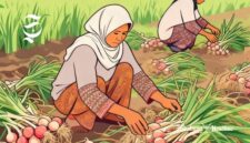 Ilustrasi petani bawang merah sedangkan panen - sukabumiheadline.com