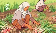 10 kecamatan penghasil bawang merah di Sukabumi, Kalapanunggal tertinggi