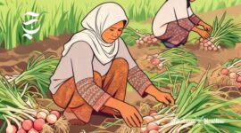 Ilustrasi petani bawang merah sedangkan panen - sukabumiheadline.com