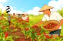 Ilustrasi petani cabai keriting - sukabumiheadline.com