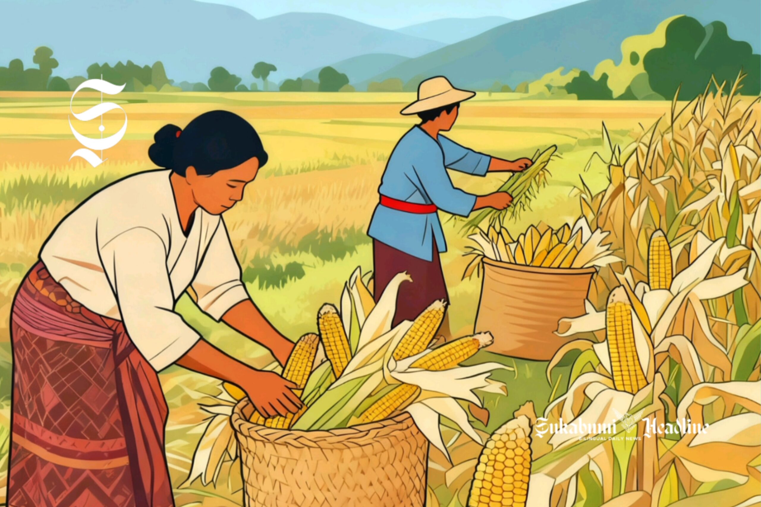 Ilustrasi petani jagung sedang panen - sukabumiheadline.com