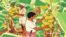 Ilustrasi petani pisang - sukabumiheadline.com