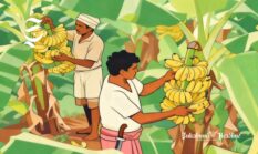 1,2 juta kuintal per tahun! Ini top 10 kecamatan pengasih pisang terbesar di Sukabumi