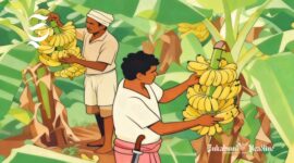 Ilustrasi petani pisang - sukabumiheadline.com