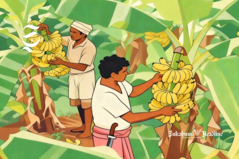 Ilustrasi petani pisang - sukabumiheadline.com