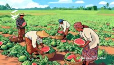 Ilustrasi petani sedang panen buah semangka - sukabumiheadline.com