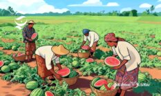 5 kecamatan penghasil semangka Sukabumi dan khasiat buah kesukaan Rasulullah SAW