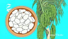 Ilustrasi pohon aren dan kolang-kaling - sukabumiheadline.com