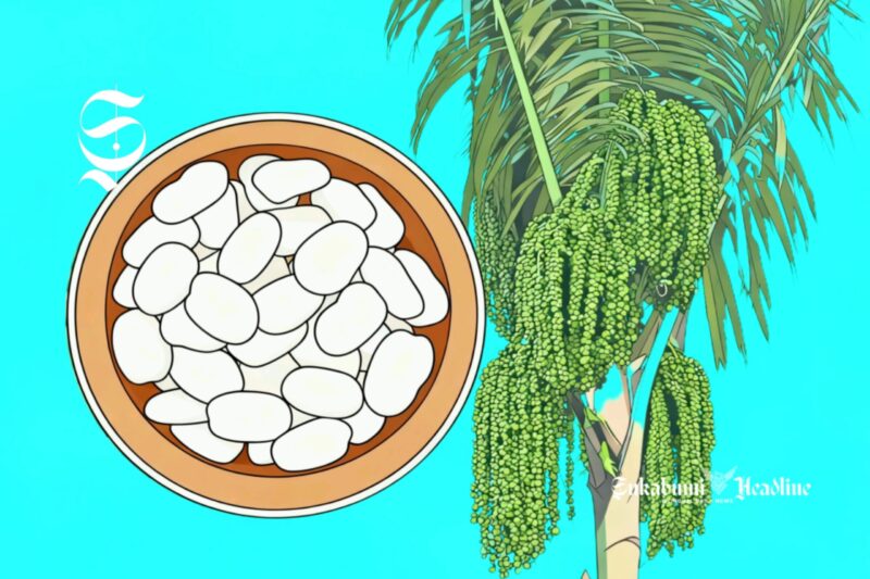 Ilustrasi pohon aren dan kolang-kaling - sukabumiheadline.com