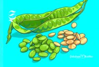 Ilustrasi sayuran petai - sukabumiheadline.com