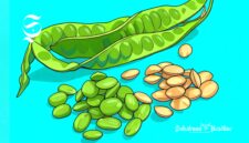 Ilustrasi sayuran petai - sukabumiheadline.com