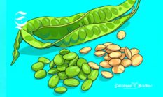 Daftar kecamatan penghasil petai Sukabumi, produksi ribuan ton