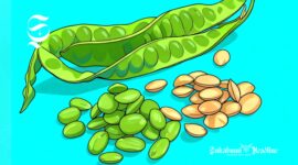 Ilustrasi sayuran petai - sukabumiheadline.com