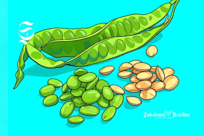 Ilustrasi sayuran petai - sukabumiheadline.com