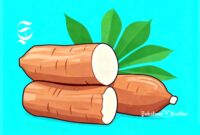 Ilustrasi ubi kayu atau singkong - sukabumiheadline.com