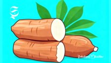 Ilustrasi ubi kayu atau singkong - sukabumiheadline.com