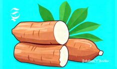 Daftar negara tujuan ekspor ubi kayu Sukabumi dan olahan