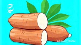 Ilustrasi ubi kayu atau singkong - sukabumiheadline.com