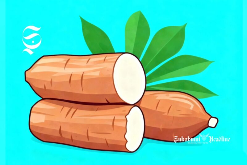 Ilustrasi ubi kayu atau singkong - sukabumiheadline.com