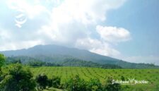 Kebun Alpukat Cidahu Ayeuna - Ist