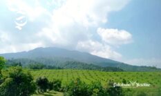 Mengintip dua kebun alpukat di Cidahu Sukabumi