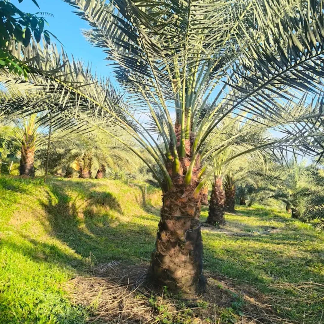 Kebun Kurma Ciletuh Sukabumi - Alwi Farm