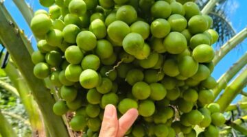 Foto-foto penampakan kebun kurma Sukabumi berbuah lebat