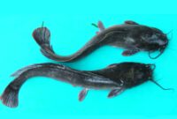 Lele Sangkuriang asli Sukabumi - Ist