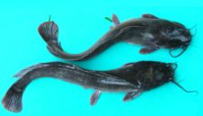 Lele Sangkuriang asli Sukabumi - Ist