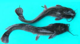 Lele Sangkuriang asli Sukabumi - Ist